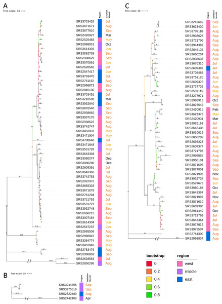 Neighbor-joining hqSNP trees (Tennessee clades I, II, and III).