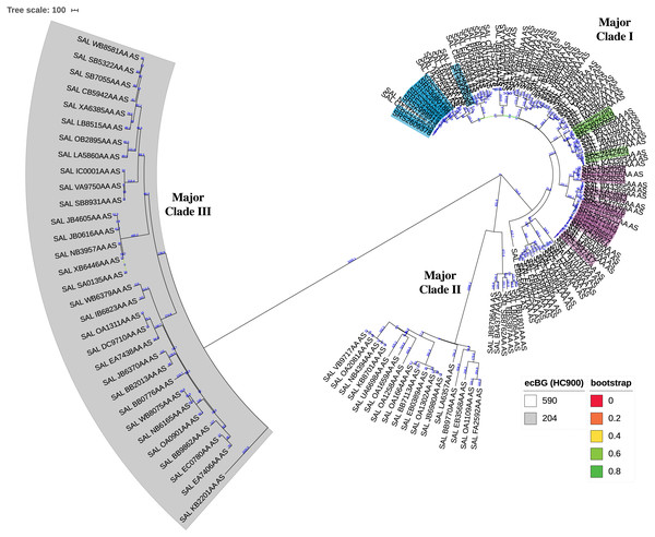 Circular neighbor-joining KSNP tree of global clinical Salmonella ser. Javiana strains.