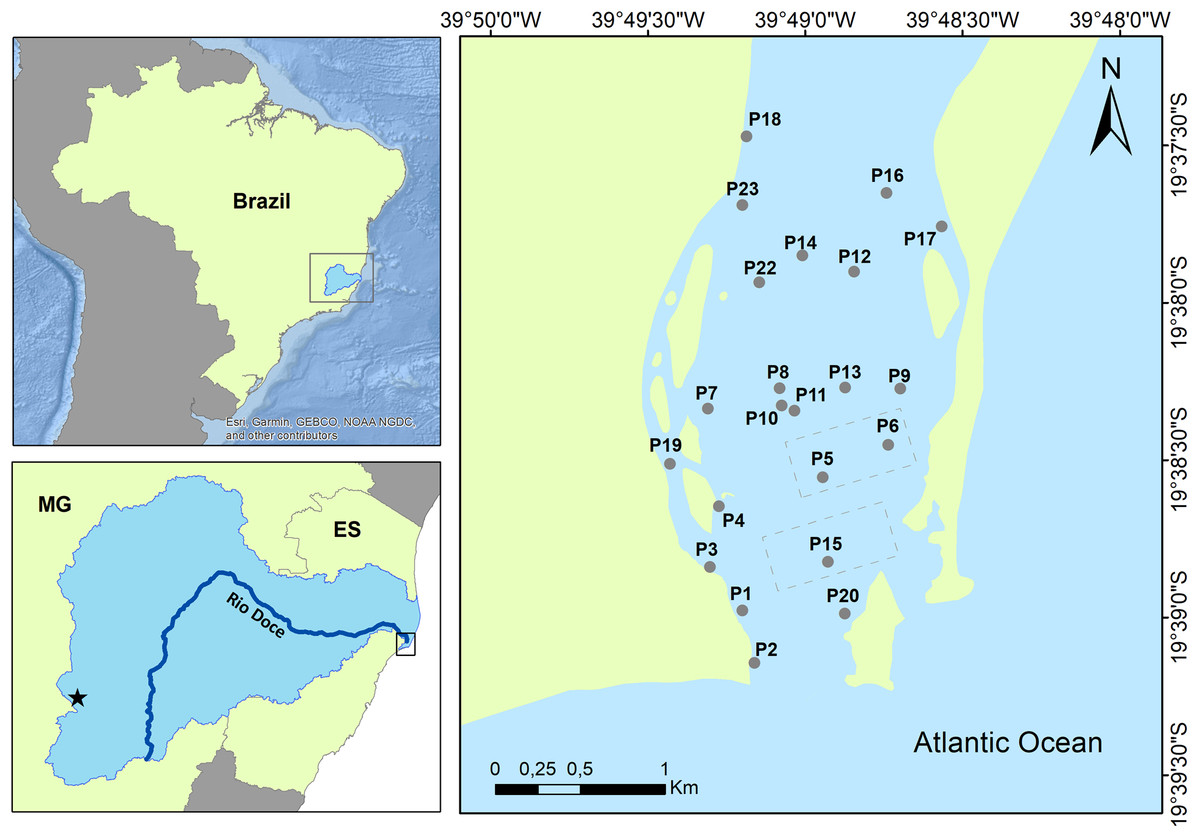 Contamination and oxidative stress biomarkers in estuarine fish following a  mine tailing disaster [PeerJ]