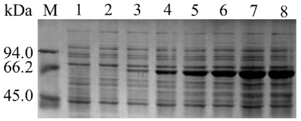 SDS-PAGE analysis of pET- Lac.