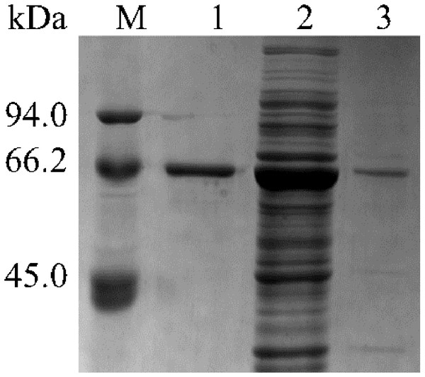 Detection of Lac purified SDS-PAGE.
