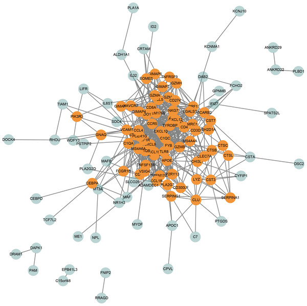 PPI network of genes in the turquoise module.