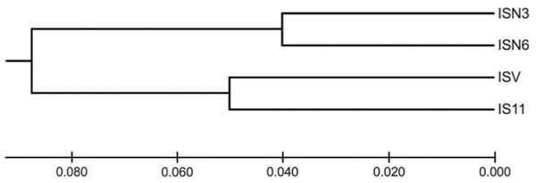 Dendrogram obtained from the dissimilarity matrix based on the Nei genetic distances using an unweighted pair-group method of cluster analysis that used arithmetic averages (UPGMA).
