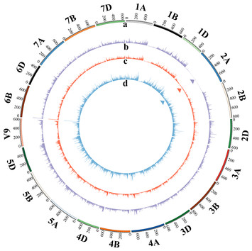 Cytological and molecular characterizations of a novel 2A nullisomic ...