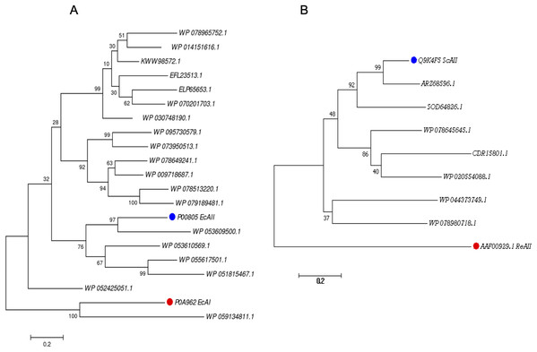 Phylogenetic tree of PF00710.11 (A) and PF06089.11 (B) families.