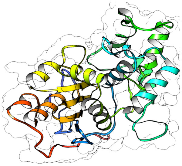 3D protein structure prediction of S. scabrisporus asparaginase II (WP_078980718.1; SsAII-2).