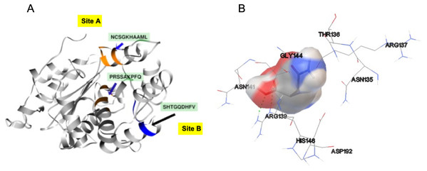 SsAII-2 putative binding sites.