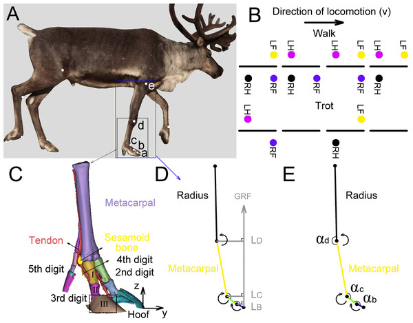 Reindeer locomotor gait, position of right forelimb joint, and schematic diagram used to calculate net moment and power.