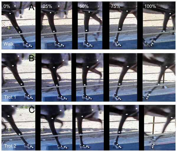 Locomotor state of the reindeer right forelimb in the stance phase.
