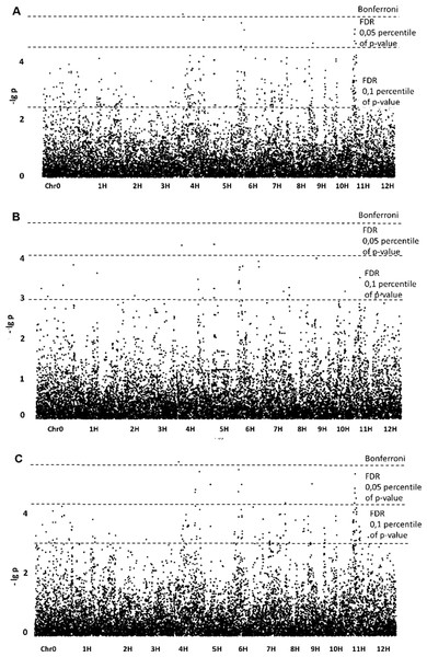 Manhattan plots for “Preparative tuber starch yield” trait; (A) GLM; (B) GLM+PCA; (C) GLM+Q.