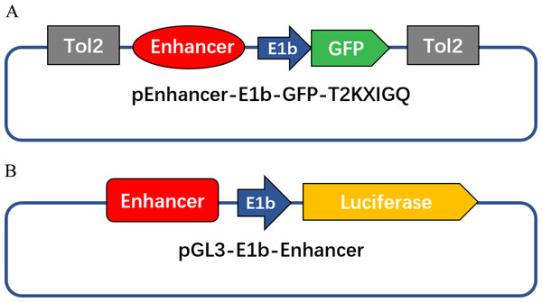 Diagrams of enhancer activity detection constructs in this study.