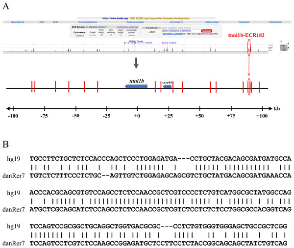 Comparative analysis of the genomic loci of tnni1b.