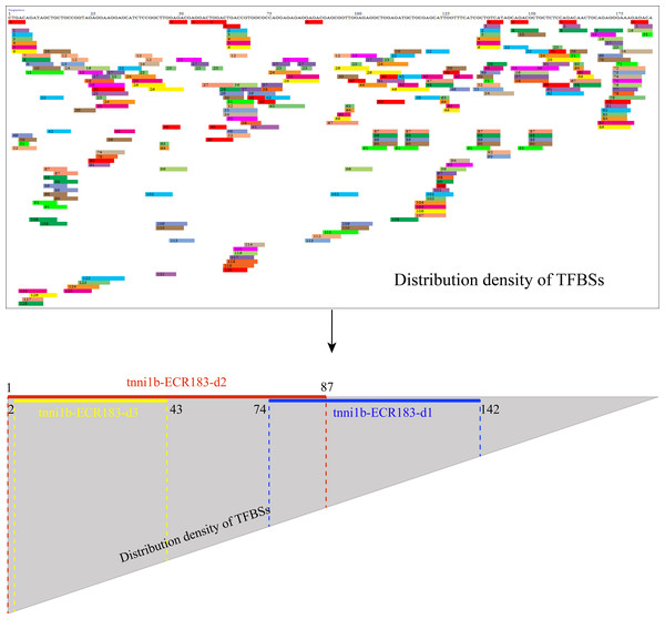 Putative TFBS analysis of tnni1b-ECR183 by PROMO and the specific positions of truncated enhancer fragments including tnni1b-ECR183-d1, tnni1b-ECR183-d2, and tnni1b-ECR183-d3.