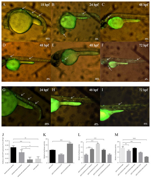 Functional analysis of human enhancers.