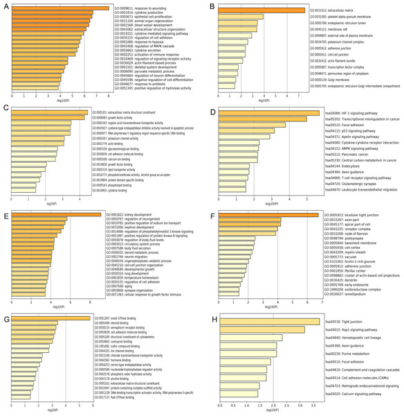 GO and KEGG pathway enrichment analysis of primary key DEGs.