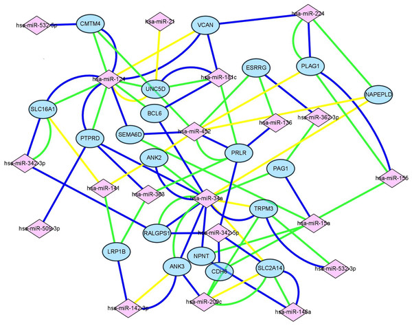 Construction of mIRNA-mRNA regulatory network.