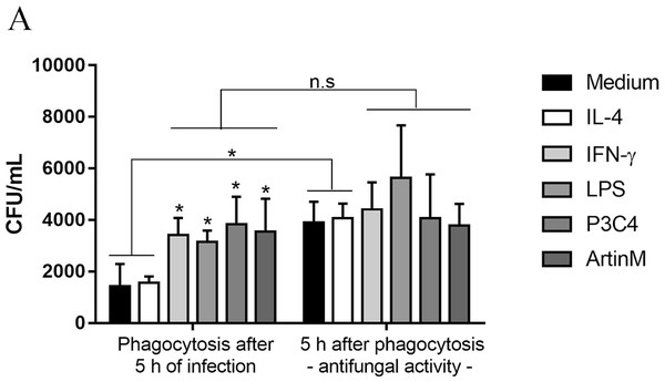 RAW 264.7 macrophages stimulated with TLR2 and TLR4 agonists had improved the phagocytosis and antifungal activity in early period of C. gattii infection.