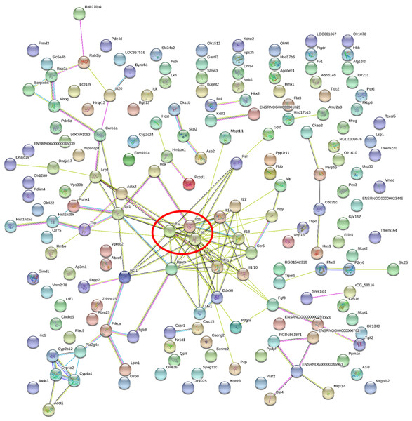 Gene-gene interaction network in HFD-sitagliptin group compared with HFD group.
