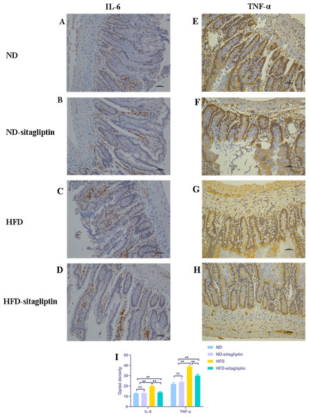 Effect of maternal sitagliptin on intestinal IL-6 and TNF-α expression in male offspring.