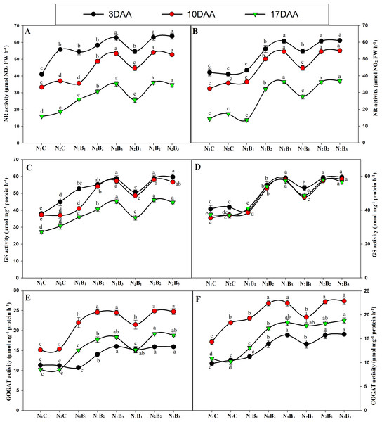 Changes in N metabolism enzyme activities (3, 10, and 17 days after anthesis-(DAA)) during grain filling period, NR, GS and GOGAT at early season (A-C-E) and late season (B-D-F) in response to different levels of biochar and nitrogen application.