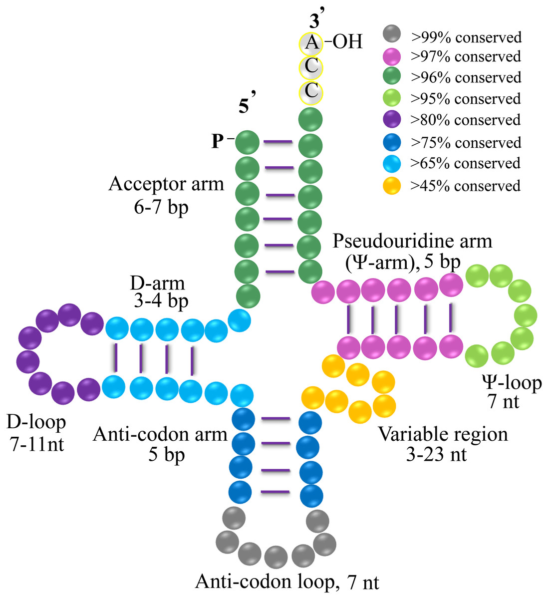 evolutionary-analysis-of-chloroplast-trna-of-gymnosperm-revealed-the