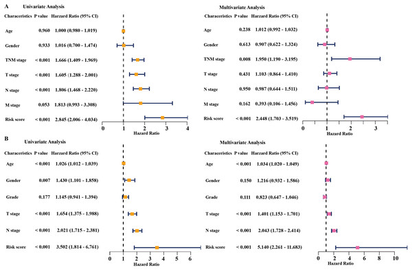 Cox regression analysis of the associations between the prognostic model and clinicopathological characteristics with overall survival in LAUD.