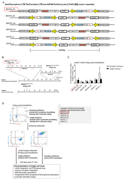 Targeted integration of the HIV-1 based, dual-fluorophore vector LTatCL[M] into specific genomic loci in Jurkat T-cells.