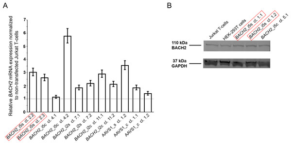 The mono-allelic integration of LTatCL[M] into BACH2 did not impair BACH2 mRNA nor BACH2 protein expression measured 120 days post sorting.