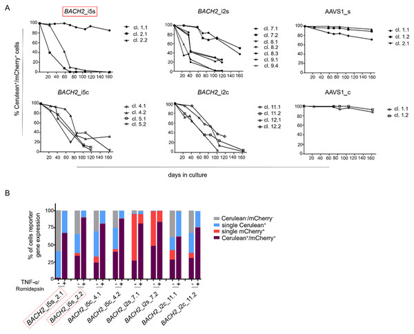 Longitudinal analysis of Cerulean+/mCherry+ monoclonal cell lines and reactivation of silenced HIV-1 promoter.