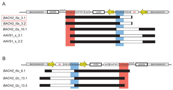 Mapping of large deletions within LTatCL[M] in TNF-α/Romidepsin non-responsive, single mCherry+ monoclonal cell lines.