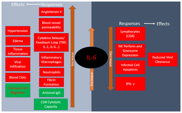 Responses to IL-6 release and their physiological effects.