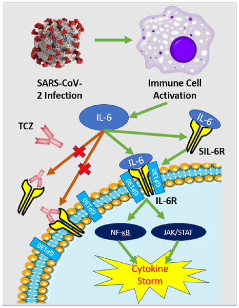 IL-6 pathway and TCZ mechanism of action.