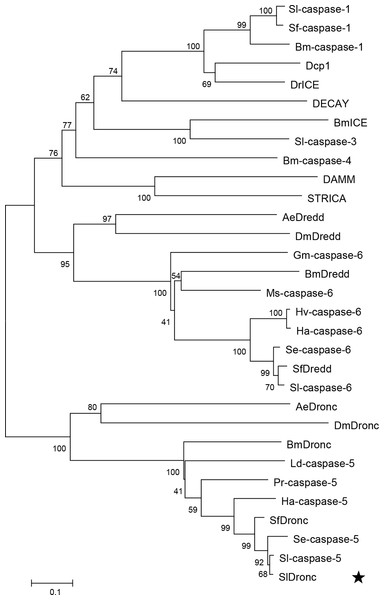 Identification and functional characterization of SlDronc in Spodoptera ...