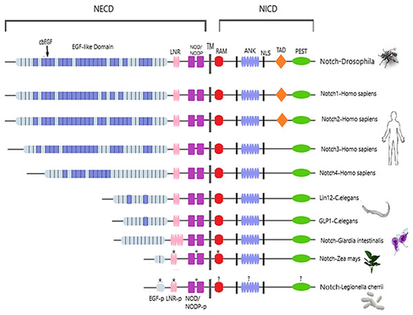 Architecture of Notch family receptors based on the Interpro Database (Mitchell et al., 2015) results for all identified kingdoms.