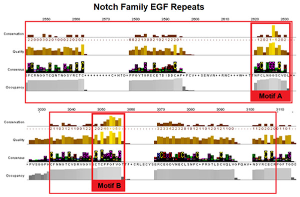 Highly conserved Notch family motifs. Motif-A and Motif-B have been highlighted (colored red) in the EGF-domain, based on the Notch consensus sequence from the MSA.