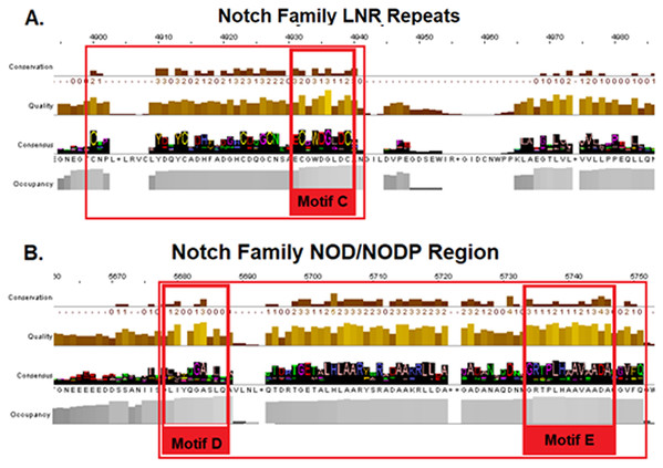 Highly conserved Notch family regions based on the 603 Notch sequences MSA results. (A) Conserved region of the LNR domain (B). Conserved regions of the NOD/NODP domain.