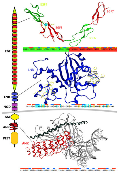 Structural architecture of Notch family receptors based on the available fragments from the Protein Data Bank (PDB: 5FM9, 3ETO, 3V79).