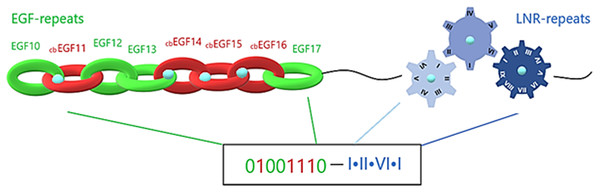 Structural visualization of the ENCD of a Notch family receptor and its digital format.
