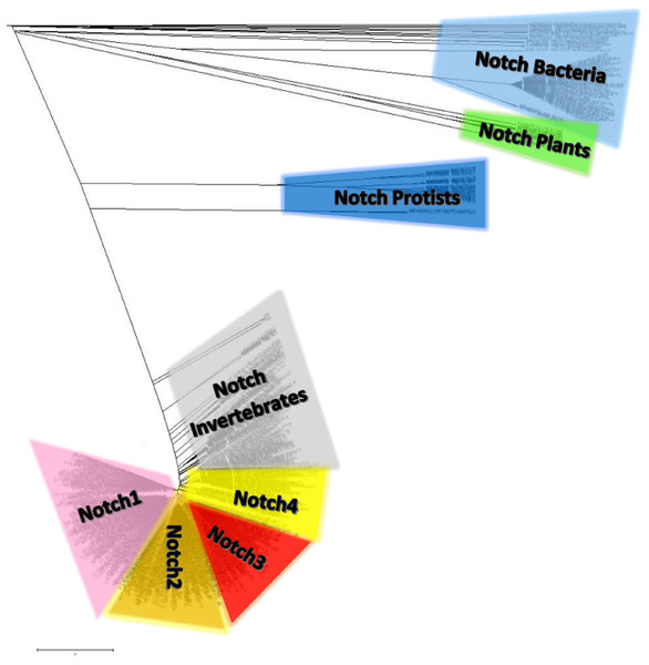 The unrooted phylogenetic tree of Notch family members.
