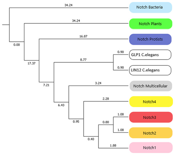 The evolutionary history of Notch family members in a specialized phylogenetic tree. The tree was constructed with UPGMA method in MATLAB for 100 bootstrap replicates and was visualized in MEGA.