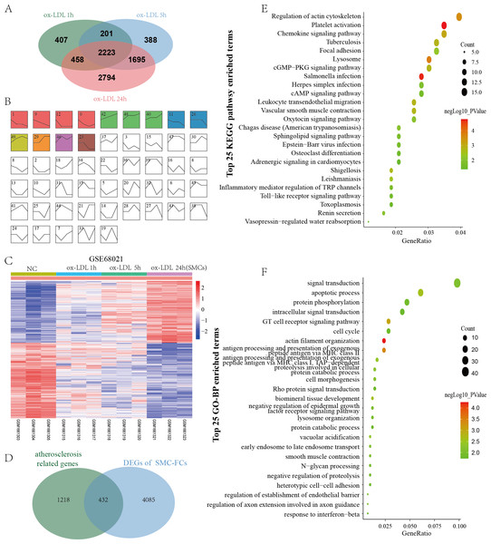Identification of SMC-FCs-related genes and functional analysis.