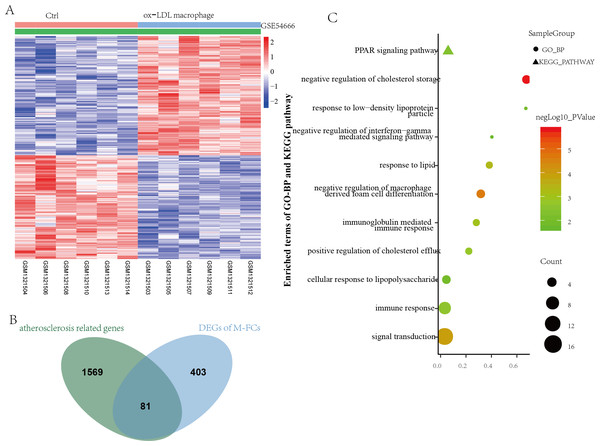 Identification of DEGs associated with M-FCs.