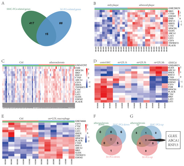 Identification of co-regulated genes of SMC-FCs and M-FCs.