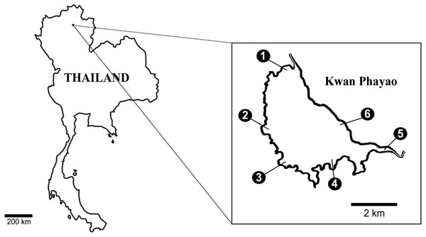 Six collecting sites in Payao Lake (Kwan1-Kwan6).