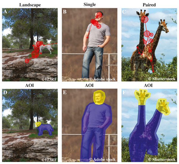 Examples of AOI areas, stimulus images and dog’s scan paths.