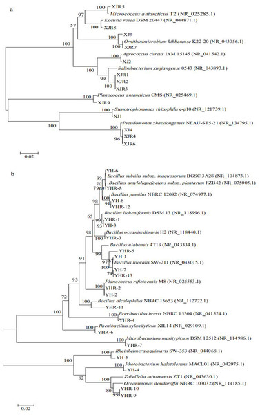 Phylogenetic trees of culturable bacterial communities of different soils.