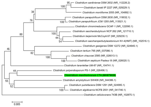 A phylogenetic tree was constructed from 16S rRNA gene sequences by the neighbor-joining method that showed the relatedness of C. manihotivorum CT4T with other members of the genus Clostridium.