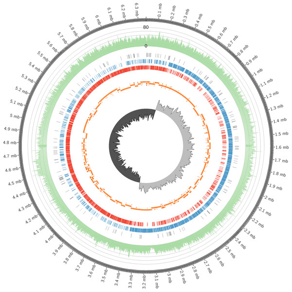 The circular genome map of C. manihotivorum CT4T.