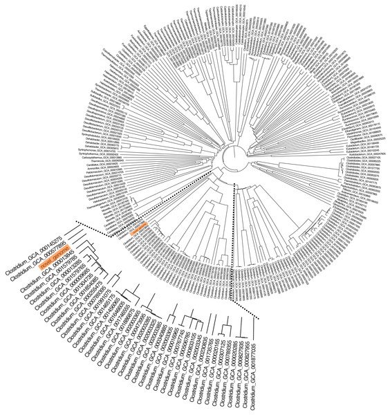 The AAI-based tree of C. manihotivorum CT4T and related strains belonging to the 665 Clostridia class.