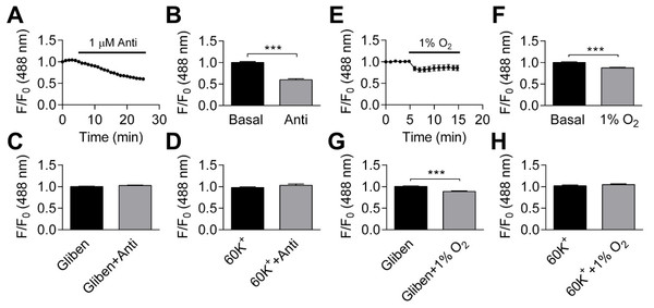 Effects of antimycin and hypoxia on membrane potential.